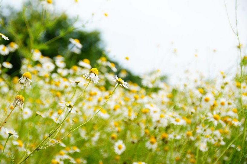 Wilde bloemen by Marlies van den Hurk Bakker