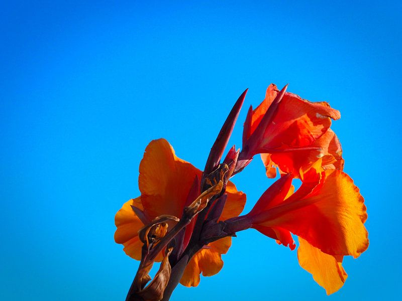 Flower against the blue sky by Jasper H