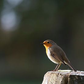 The brave robin by Daan van Herp