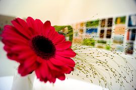 gerbera von Frencis van Run