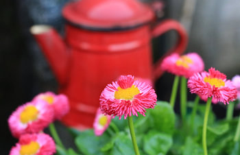 Ontluikende lente!
