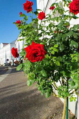 Rode hoogstamrozen bij het Circus in Putbus op het eiland Rügen