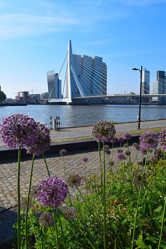 Erasmusbrücke in Rotterdam im Frühling mit violetten Blumen