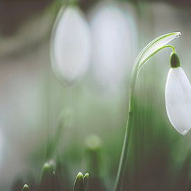 Het sneeuwklok in de zachte natuur van Robby's fotografie