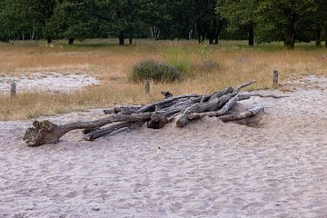 Zandvlakte Amerongse Berg