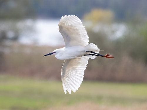Little egret in flight
