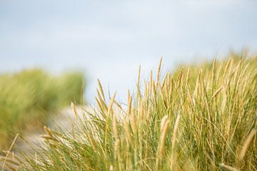 Helmgräser im Wind von Nicole Nagtegaal