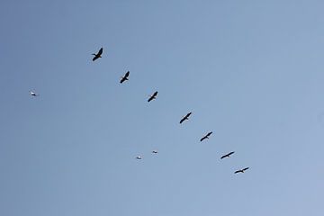 Kerkini See - Pelikane im Formationsflug und Störche