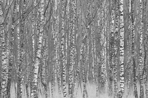 Door de bomen het bos niet meer zien