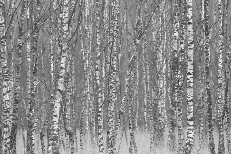 Door de bomen het bos niet meer zien van Robben op canvas, behang en meer