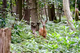 Rehkitz (Hirsch) mit Jungtieren im Wald Oostkapelle