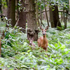 Rehkitz (Hirsch) mit Jungtieren im Wald Oostkapelle von Oostkapelle Fotografie