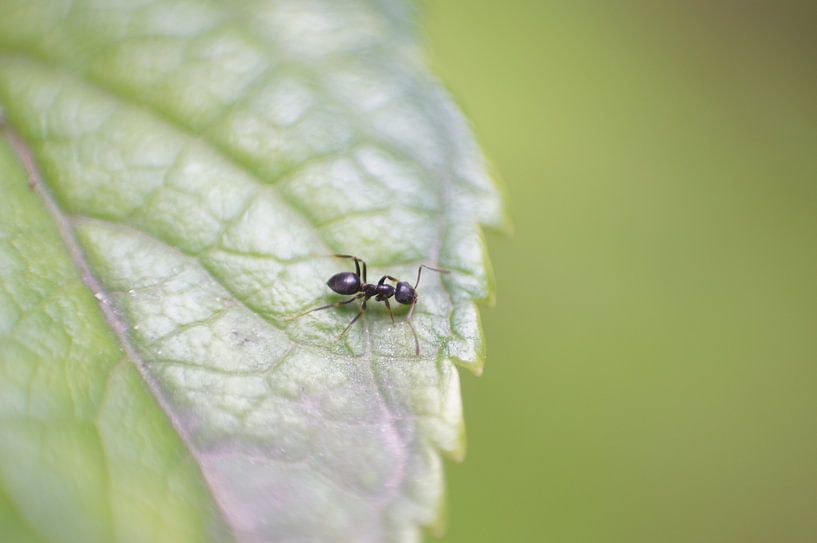 Fourmi sur une feuille par Sacha Ooms