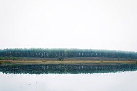 Wald von Dennis Robroek