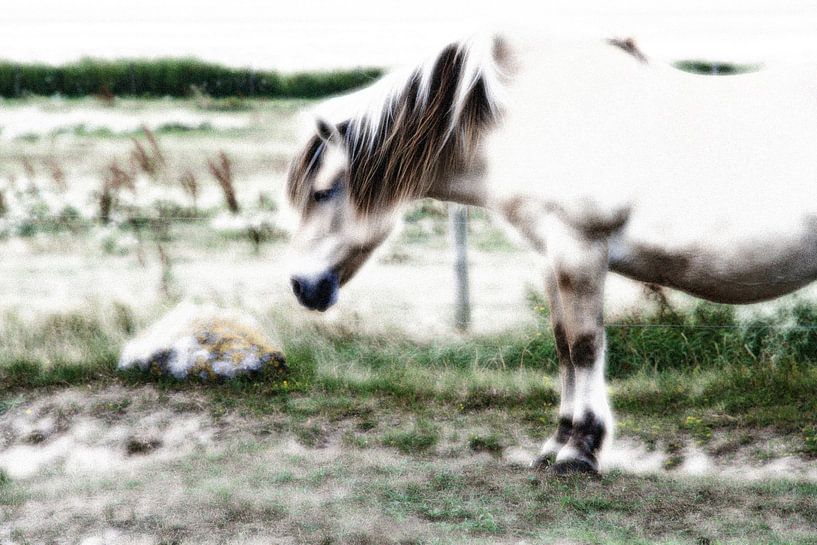 Horse in the fog by Gert-Jan Siesling
