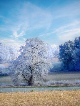 Winterlandschap met een ijzige boom van ManfredFotos