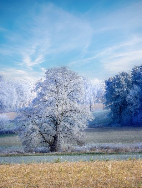 Winter landscape with an icy tree by ManfredFotos