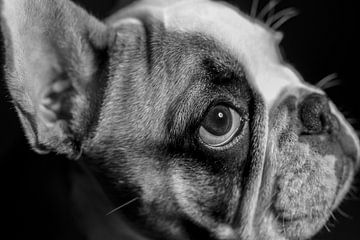 Mollie Franse Bulldog van LUNA Fotografie