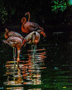 Flamingos van desmyrka