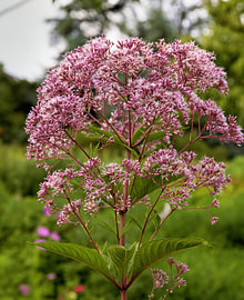 Pink eupatorium in bloom in the park by Andreas Freund