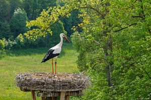 Storch im Nest mit Küken