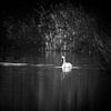 The Swan by Pieter van Roijen