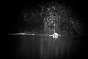 The Swan by Pieter van Roijen