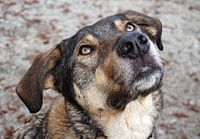 Portrait of a dog