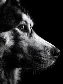 Watchful gaze - Husky in black and white by drdigitaldesign