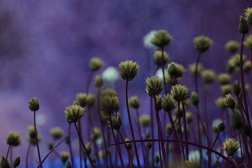 Chives in Blue