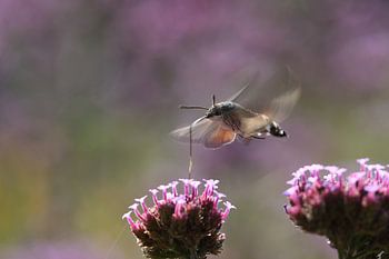Beschleunigender und abbremsender Kolibri-Schmetterling