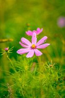 Lentebloem