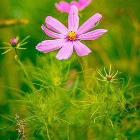 Spring flower by Ansgar Peter