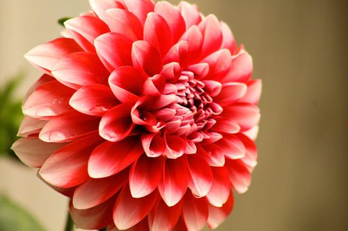 Dahlia