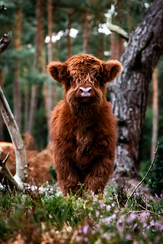 Un petit Highland Scottish curieux dans la région de la Veluwe, aux Pays-Bas