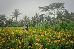 Meisje onderhoud bloemen in Bali voor de ceremonie