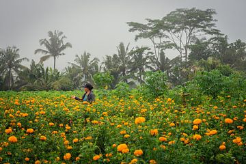 Meisje onderhoud bloemen in Bali voor de ceremonie van Perry Wiertz