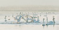 Singing whooper swans