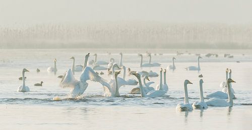 Zingende wilde zwanen