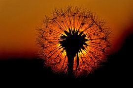 Löwenzahn Fussel von Mieke Geurts-Korsten