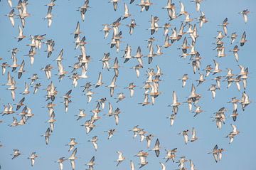 Black-tailed godwit (limosa limosa) group flying against a blue sky over a meadow in Friesland count by Marcel van Kammen