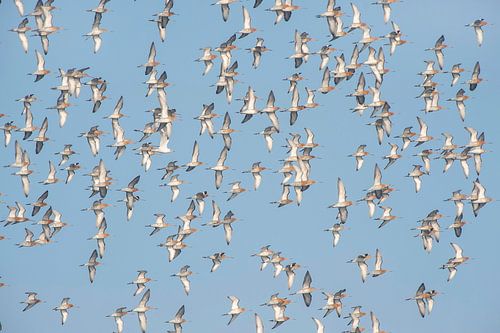 Black-tailed godwit (limosa limosa) group flying against a blue sky over a meadow in Friesland count