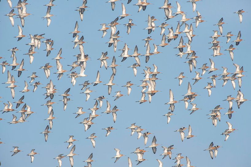 Black-tailed godwit (limosa limosa) group flying against a blue sky over a meadow in Friesland count by Marcel van Kammen