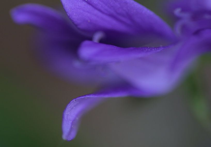 Blue Dreams by John Pex