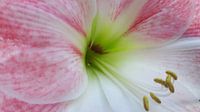 Amaryllis 