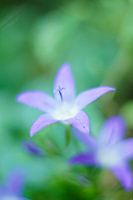 Campanula