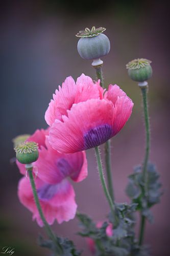 Pink poppies by Lily Ploeg