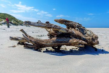 Warkhout am Nordseestrand von Terschelling von Dan Photo Shaman