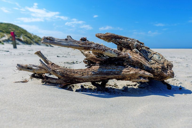 Warkhout am Nordseestrand von Terschelling von Dan Photo Shaman