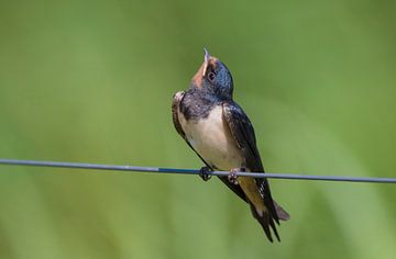 Barn Swallow by Anton Kloof